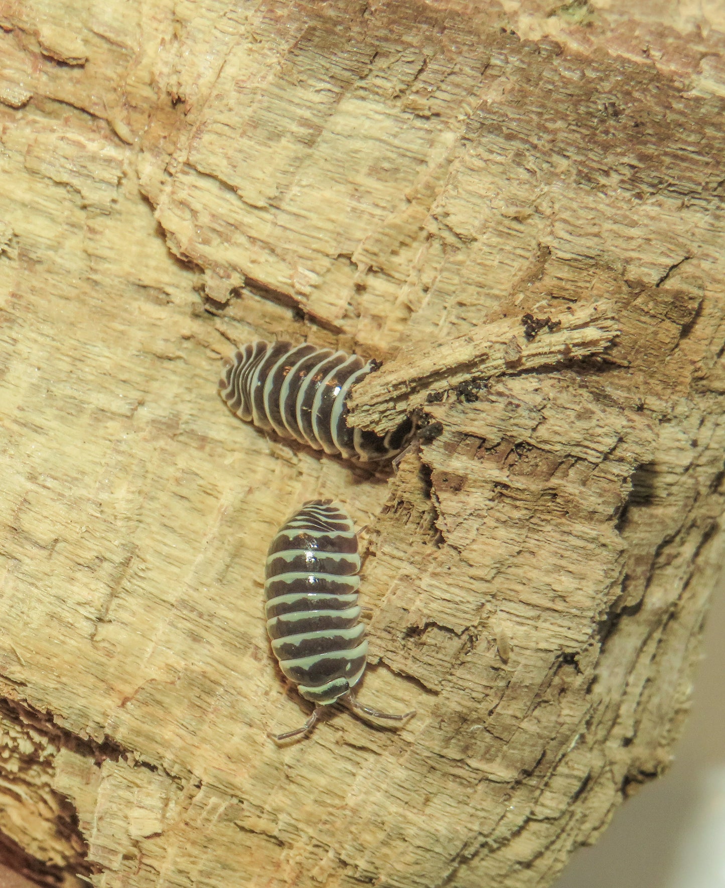 Armadillodium Maculatum Zebra