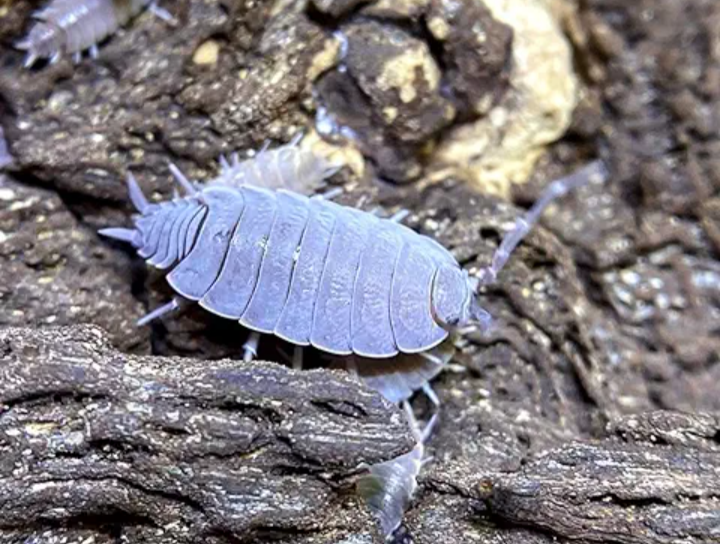 Porcellionides pruinosus Powder Blue