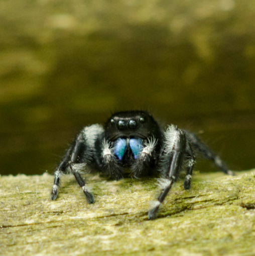 Jumping Spiders