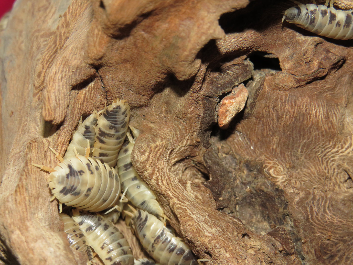Porcellio Laevis Dairy Cow