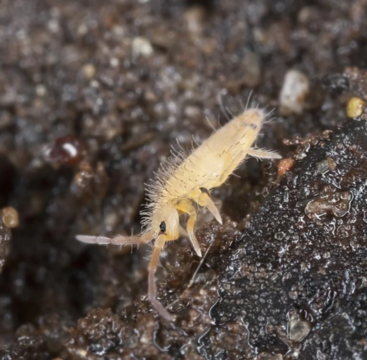Temperate Springtails