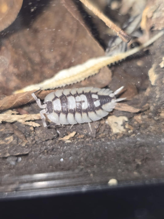 Porcellio Expansus White