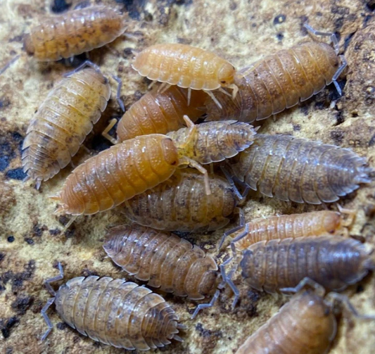 Porcellio scaber Lemonade