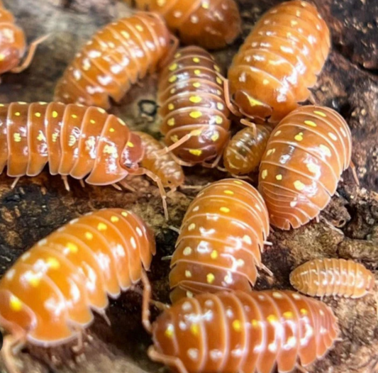 Armadillidium Klugii Orange Montenegro Clowns
