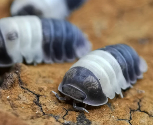 Cubaris sp. Panda King
