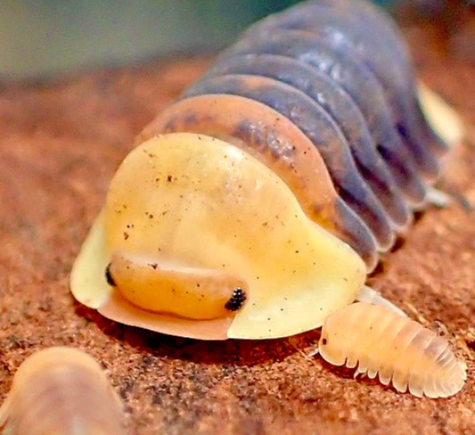 Cubaris sp Rubber Ducky