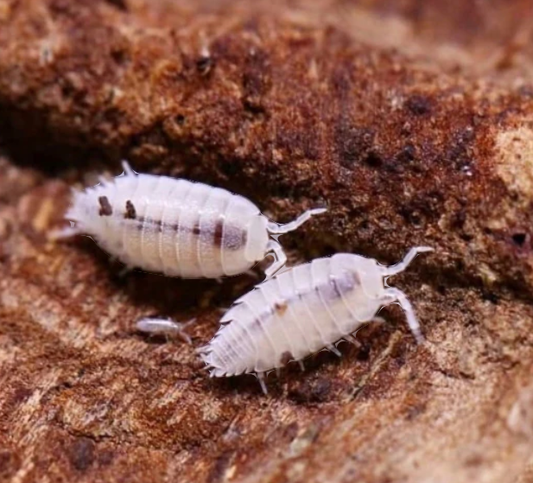 Trichorhina tomentosa Dwarf White